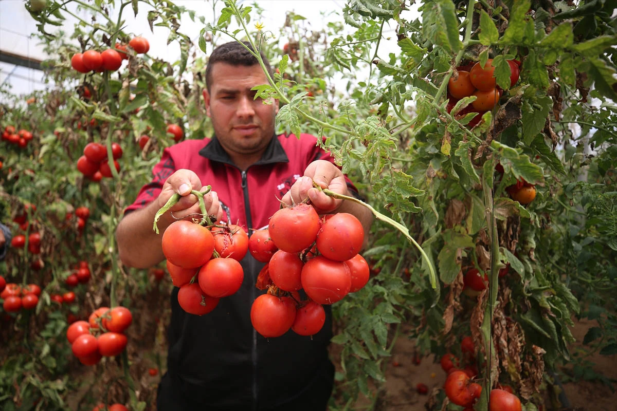 İsrail'in yeni güvenlik tehdidi: Domates sapı